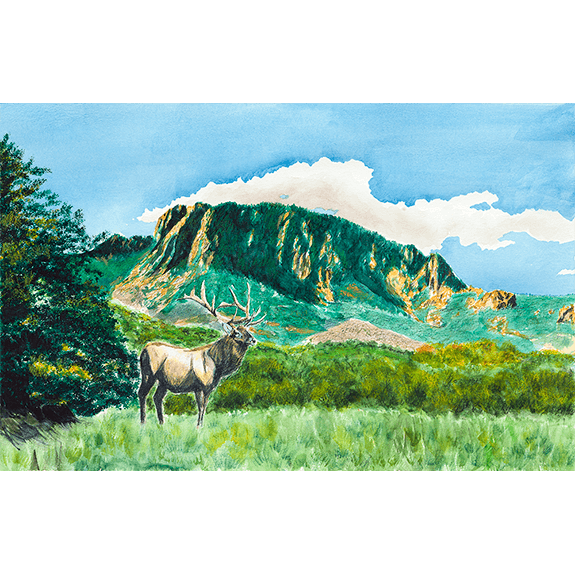 Elk at Vick's Peak - Print
